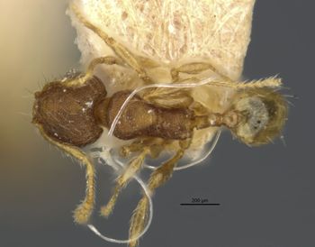 Media type: image;   Entomology 745093 Aspect: habitus dorsal view